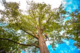 Best Root Management and Removal  in Belgrade, MT