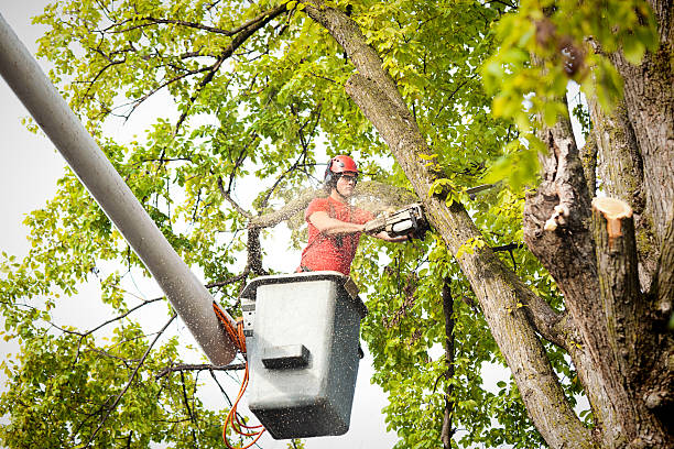 Trusted Belgrade, MT Tree Care Experts