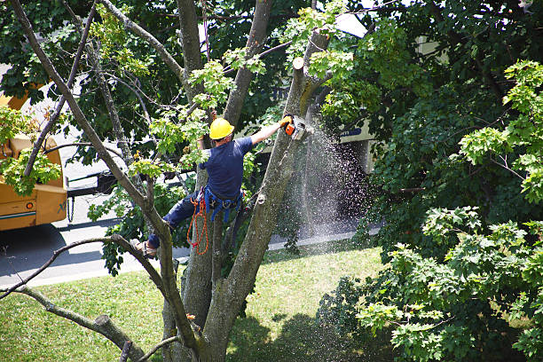  Belgrade, MT Tree Care Pros