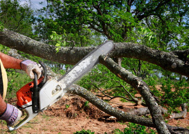 How Our Tree Care Process Works  in  Belgrade, MT